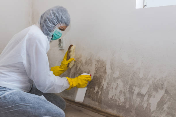 Best Certified Mold Removal  in Clementon, NJ