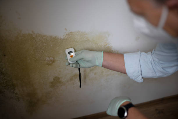 Best Fast Mold Removal  in Clementon, NJ