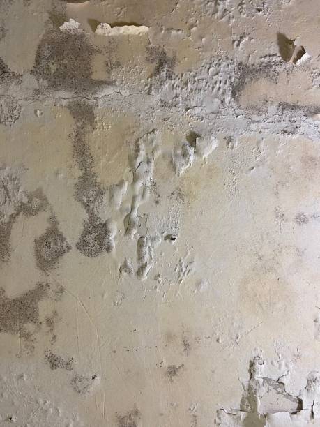 Best Home Mold Removal  in Clementon, NJ