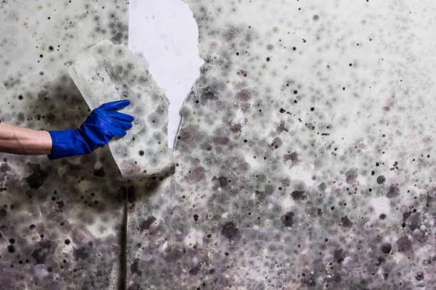 Best Mold Cleaning Services  in Clementon, NJ